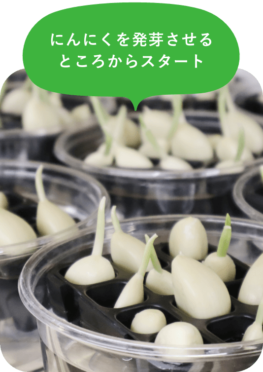 にんにくを発芽させるところからスタート